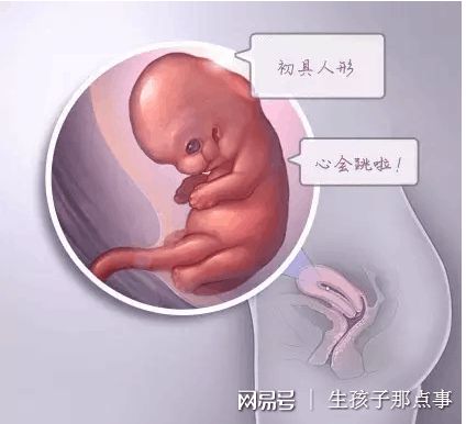 关于景泰生殖